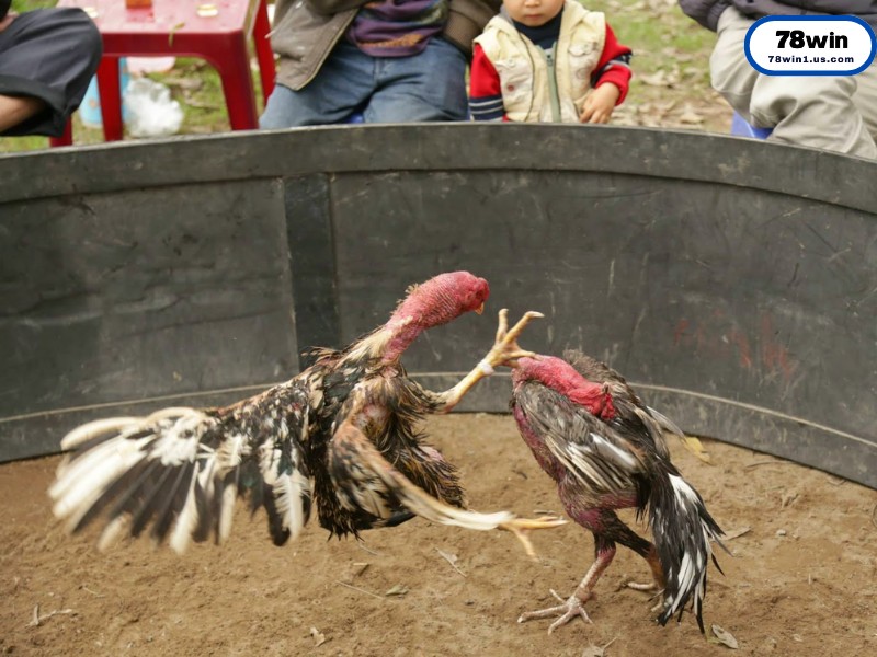 Giải Mã Sức Hút “Khó Cưỡng” Của Đá Gà Cựa Sắt