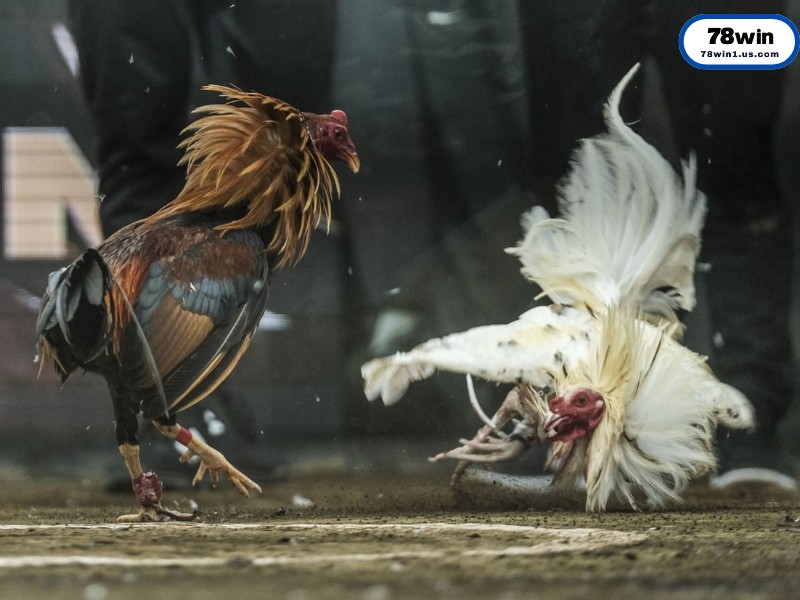 “Vũ Khí” Của Chiến Kê_ Các Loại Cựa Sắt Phổ Biến